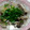 SMILEMAN's cooksnap of when they made あさりとシメジの酒蒸し.