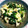 たぬぴぃ★'s cooksnap of when they made 簡単!!ほうれん草と卵のオイスターソテー.