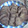 リトルエンジェル's cooksnap of when they made 簡単ローストビーフ　柚胡椒醤油.