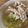 みやcci's cooksnap of when they made ◆我が家の 鶏塩うどん◆.