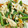 chacot's cooksnap of when they made インゲンとササミの白ごまマヨネーズ和え.