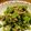 lalpedhuez's cooksnap of when they made ＊小松菜とツナのオイマヨ炒め＊.