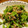 lalpedhuez's cooksnap of when they made ＊小松菜とツナのオイマヨ炒め＊.