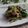 まろんかふぇ's cooksnap of when they made 豚肉と小松菜の辛子味噌和え.
