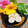 makichihua's cooksnap of when they made お弁当に♡ささみと明太子のくるくる焼き.
