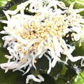 ena♡mama's cooksnap of when they made 簡単★水菜わかめしらすのさっぱりサラダ.