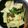 まゆみにー27's cooksnap of when they made 薄味☆キャベツのとろろ昆布和え.