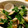 3life's cooksnap of when they made ハマグリのアジア風酒蒸し・まるでベトナム.