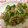 メイジももんじゃ's cooksnap of when they made 豚コマのエスニック野菜炒め.