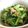 クックT1SAA5☆'s cooksnap of when they made 手抜き万歳！ツナと小松菜のスピード炒め.