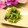 ぽっぽぺぺ's cooksnap of when they made 白菜と法蓮草のおひたし生姜風味.