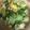 クックZ8J4H4☆'s cooksnap of when they made 絶品!豚肉とﾁﾝｹﾞﾝ菜の卵炒め♪.