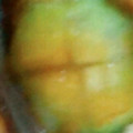 Rrrrisa's cooksnap of when they made オクラの下処理【動画プラス】.
