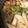 クックGC5F4M☆'s cooksnap of when they made 比内地鶏のきりたんぽ鍋.