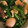 tanoyuki's cooksnap of when they made イカと菜の花の酢みそ和え.