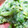 arisa06's cooksnap of when they made 菜の花の白みそ和え.