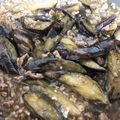ちいchaan's cooksnap of when they made なすのそぼろあんかけ.