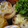 3匹の子ブタｍａｍａ's cooksnap of when they made ハムちくわのマヨネーズ焼き。.