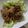 めぐえむ's cooksnap of when they made 筍と豚肉の生姜焼き.
