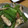 micchily's cooksnap of when they made 小松菜とシイタケの小鉢.