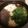クックD46R23☆'s cooksnap of when they made 寒〜い冬に！アツアツ濃厚あんこう鍋.