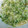 ysig7miho's cooksnap of when they made ご飯進む！つまみに！納豆☆ネギ塩タレと♪.