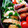 LimeLunch's cooksnap of when they made まぐろの竜田揚げ.
