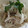 いちごちゃん、's cooksnap of when they made 新たまねぎとごぼうのサラダ.
