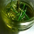 みっぺぴ's cooksnap of when they made ローズマリーオイル.