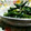 yangpa's cooksnap of when they made 紅菜花（紅菜苔）の柚子胡椒マヨ和え.