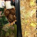 クック1AIE2J☆'s cooksnap of when they made 簡単ランチ❤絶品明太マヨレタスチャーハン.