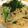 クックJ6BQ4V☆'s cooksnap of when they made 菜の花とシーチキンのパスタ.