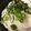ゆきにな's cooksnap of when they made ねぎおろし梅うどん.