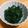 クックLZ5KKK☆'s cooksnap of when they made 春菊のごま味噌和え.