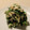 3life's cooksnap of when they made 豆腐とほうれん草の和え物〜ごま油の香り.