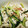 akincho16's cooksnap of when they made とり皮ときゅうりのさっぱり和え.