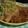 HARU缶's cooksnap of when they made 黄金比率で！下味なしの生姜焼き.