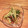 二角形's cooksnap of when they made ＊簡単＊水菜の浅漬け＊.
