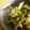 maruru-nn's cooksnap of when they made わさびポン酢でアジのたたき.