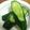 さやもな925's cooksnap of when they made キュウリの辛子漬！辛い！美味い！.