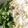yuuu26's cooksnap of when they made シャンツァイたっぷりナンプラーうどん.