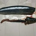 あやとろ's cooksnap of when they made *＊魚の綺麗な内臓の取り方＊*.