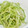 ソネチコ's cooksnap of when they made セロリとソフトさきいかの浅漬け♪.