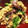 mew0731's cooksnap of when they made ホタルイカと菜の花の炒め物.