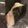 rima27hika's cooksnap of when they made 梅ごはん（梅干入り炊き込みごはん）.