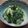 ＊まめゴマ＊'s cooksnap of when they made ねぎとわかめのぬた.