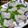 ＪＵＮちゃン's cooksnap of when they made 鯛の昆布〆.