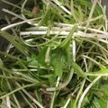 はらぺこよっしー's cooksnap of when they made オイルサーディンの水菜サラダ.