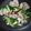 まゆへぃ's cooksnap of when they made 豚こま、小松菜炒め.