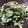 クックGP3A41☆'s cooksnap of when they made つみ菜でマヨしょうゆ和え.